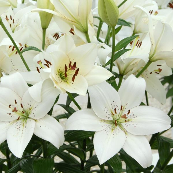  Lilium 'Eyeliner'