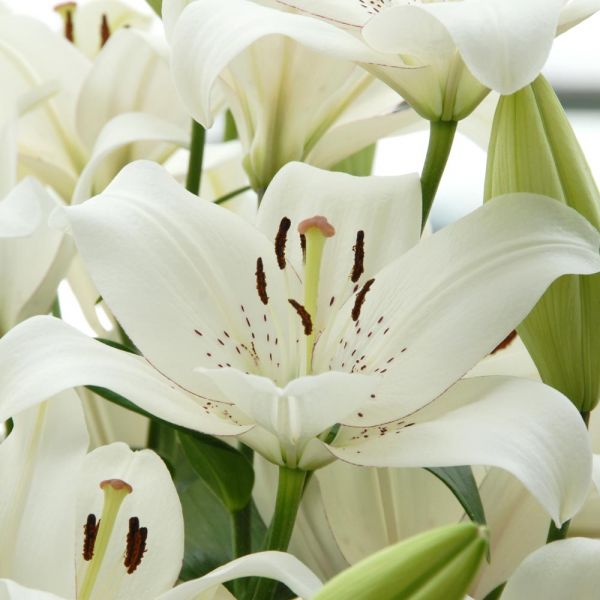  Lilium 'Eyeliner'
