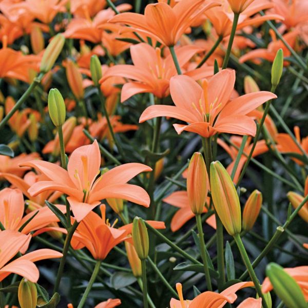  Lilium Pastel Shades Mix For Naturalizing