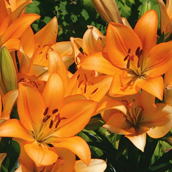  Lilium Pastel Shades Mix For Naturalizing