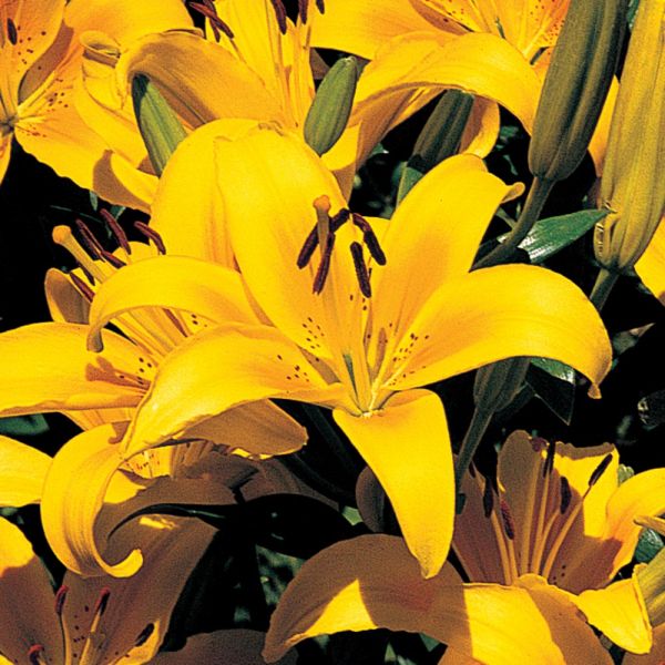 Lilium Pastel Shades Mix For Naturalizing