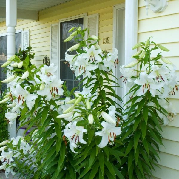  Lilium 'Casa Blanca'