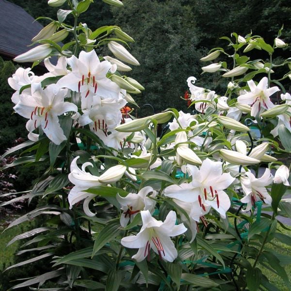  Lilium 'Casa Blanca'