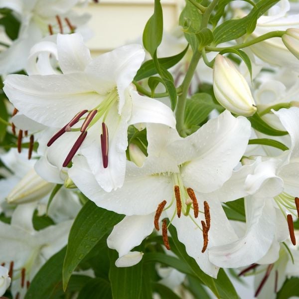  Lilium 'Casa Blanca'