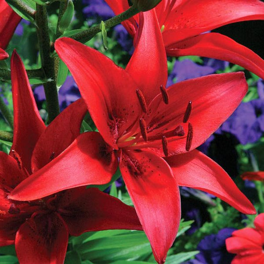  Lilium 'Commander In Chief'