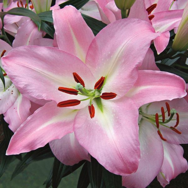  Lilium 'Pink Pearl'