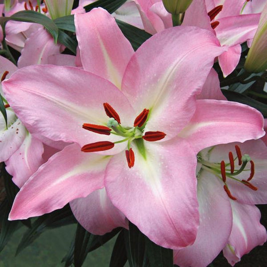  Lilium 'Pink Pearl'