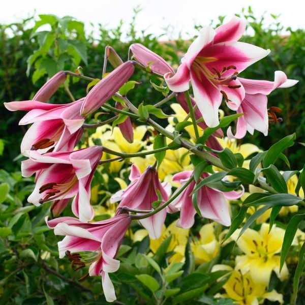  Lilium 'Silk Road'