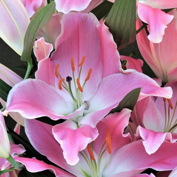 Lilium 'Queenfish'
