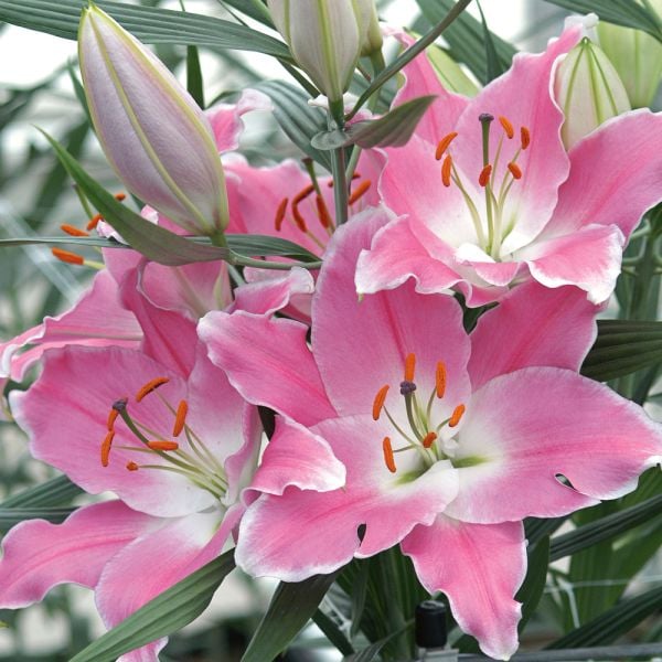  Lilium Mix - The Perfumed Garden