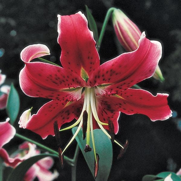  Lilium Mix - The Perfumed Garden