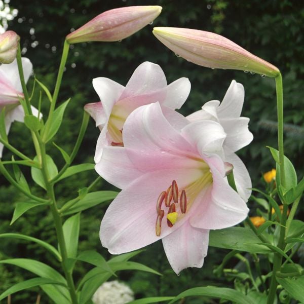  Lilium Mix - The Perfumed Garden