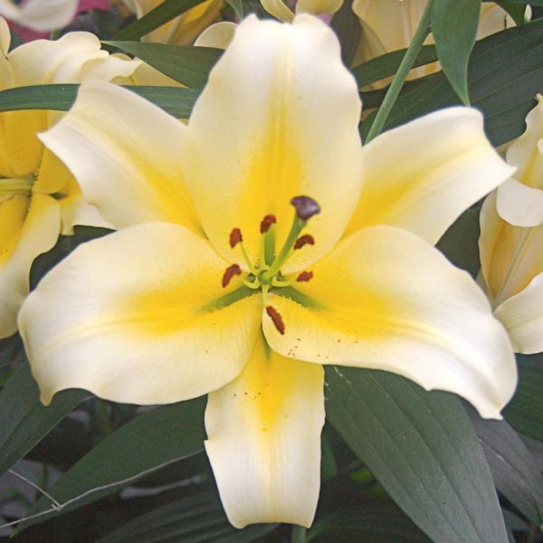  Lilium Mix - The Perfumed Garden