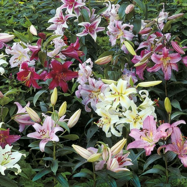  Lilium Mix - The Perfumed Garden