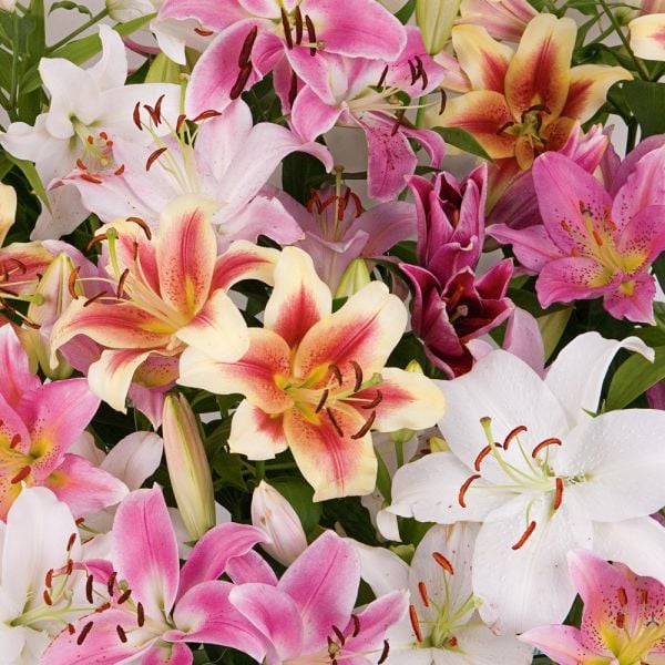  Lilium Mix - The Perfumed Garden
