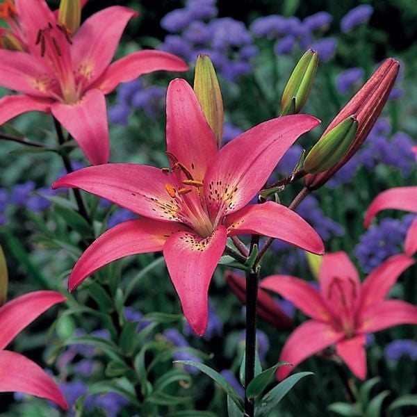  Strawberries & Cream Lilium Mix