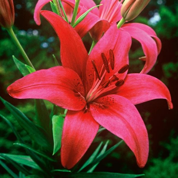  Strawberries & Cream Lilium Mix