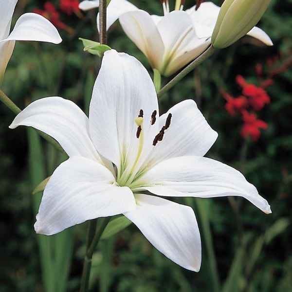  Strawberries & Cream Lilium Mix