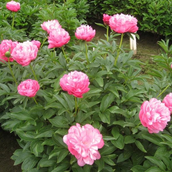  Peony 'Joker'