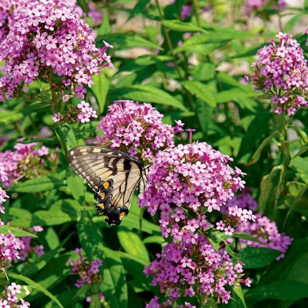  Phlox Paniculata 'Jeana'