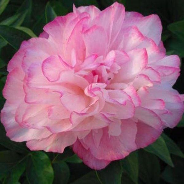  Peony 'Joker'