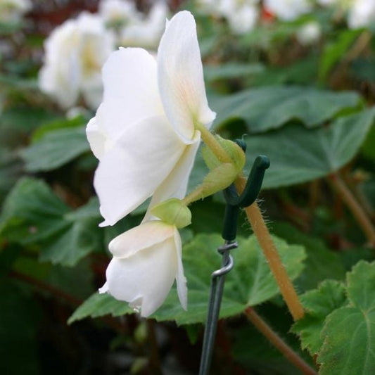  Blossom Stakes - Set Of 5