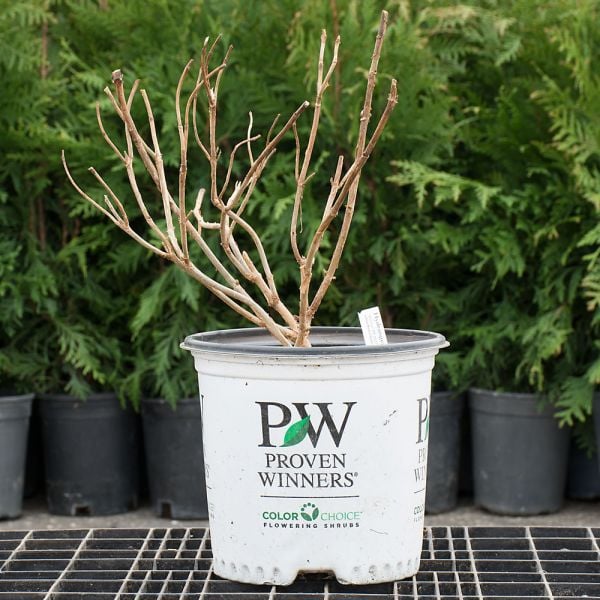 Hydrangea Arborescens Invincibelle Mini Mauvette®