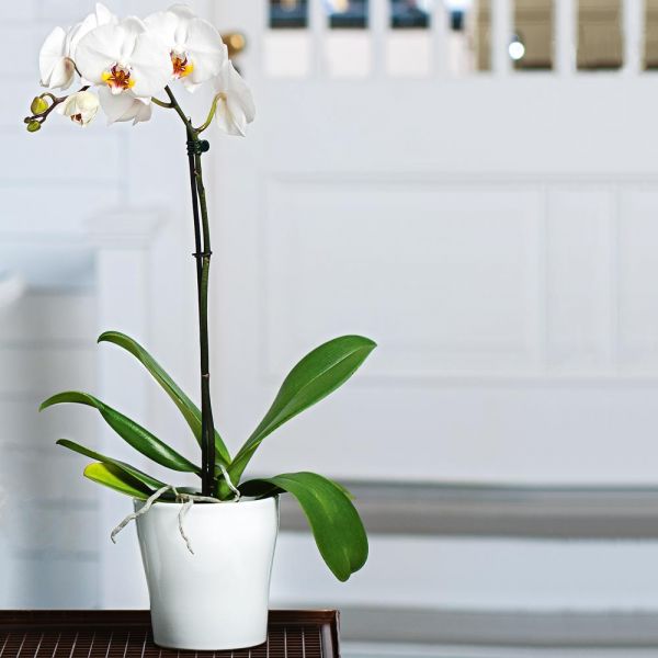  White Moth Orchid In 5" White Ceramic Cachepot