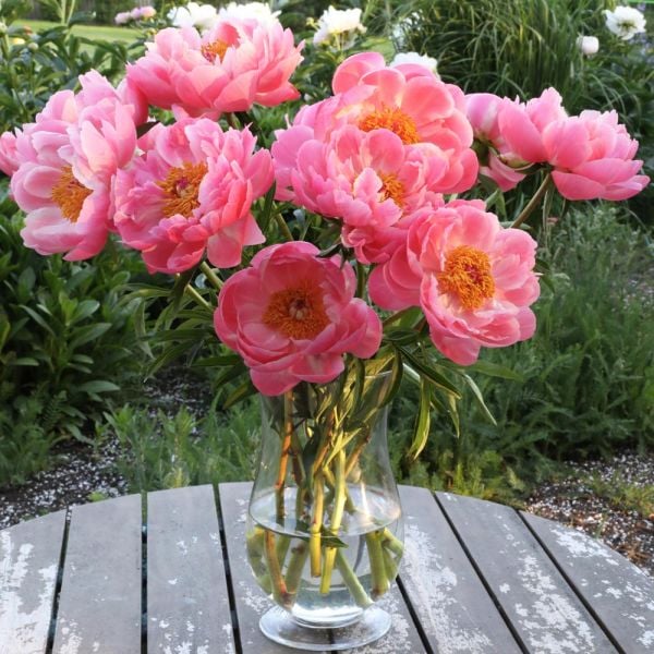  Peony 'Coral Charm'