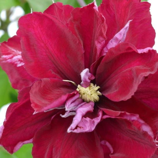  Clematis Charmaine™ Regal®