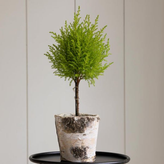  Lemon Cypress Topiary In 5" Birch Cachepot