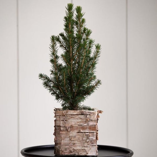  Dwarf Alberta Spruce Tree In 4" Square Birch Cachepot