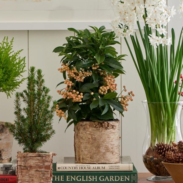  White Coralberry In 6" Birch Cachepot