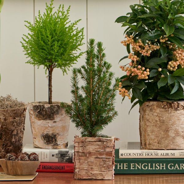  Dwarf Alberta Spruce Tree In 4" Square Birch Cachepot