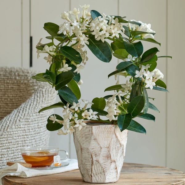  Stephanotis In 5" Ceramic Cachepot