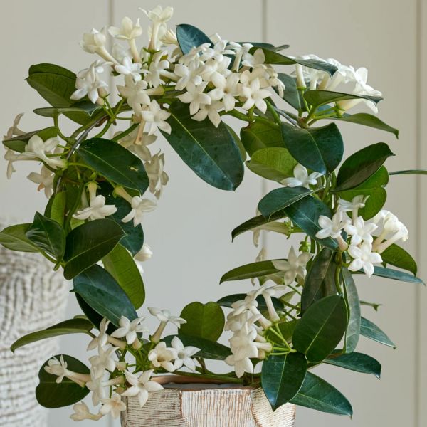  Stephanotis In 5" Ceramic Cachepot