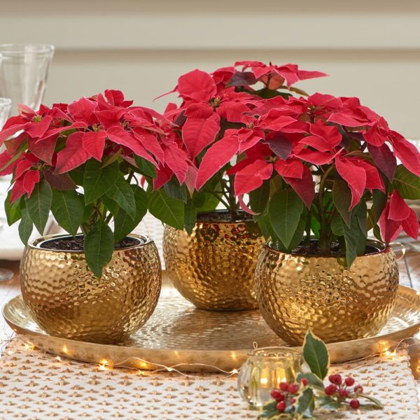  Trio Of Red Poinsettias In Golden Cachepots