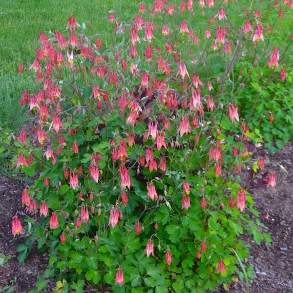  Aquilegia Canadensis