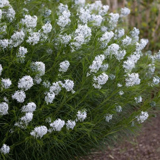  Amsonia Hubrichtii