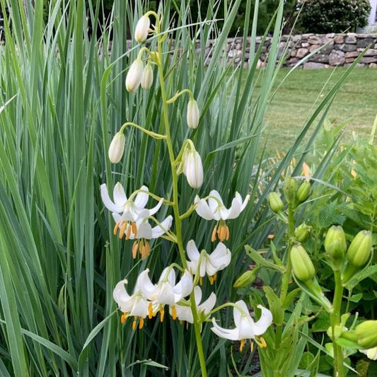  Lilium Martagon 'Snowy Morning'