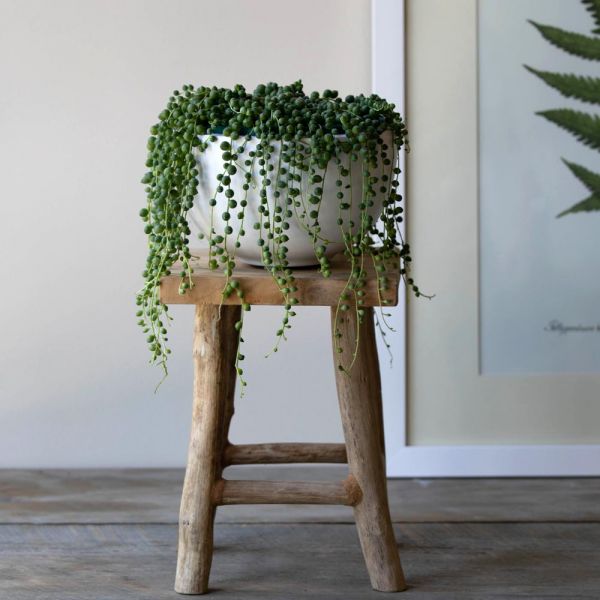  Senecio String Of Pearls In White Fiberstone Bowl
