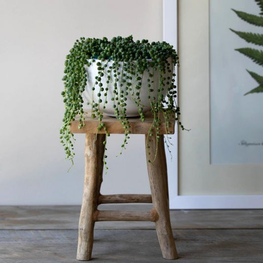  Senecio String Of Pearls In White Fiberstone Bowl