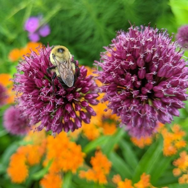  Allium Sphaerocephalon