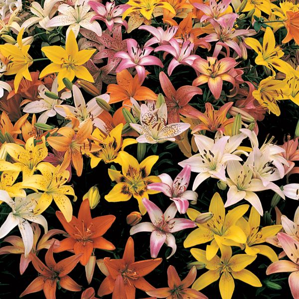  Lilium Naturalizing Mix