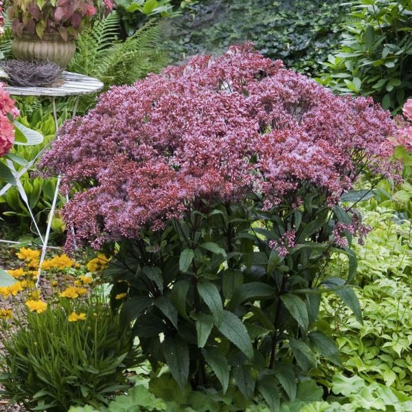  Eupatorium Dubium 'Baby Joe'