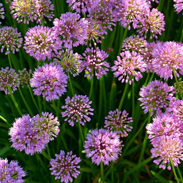  Allium 'Millenium'