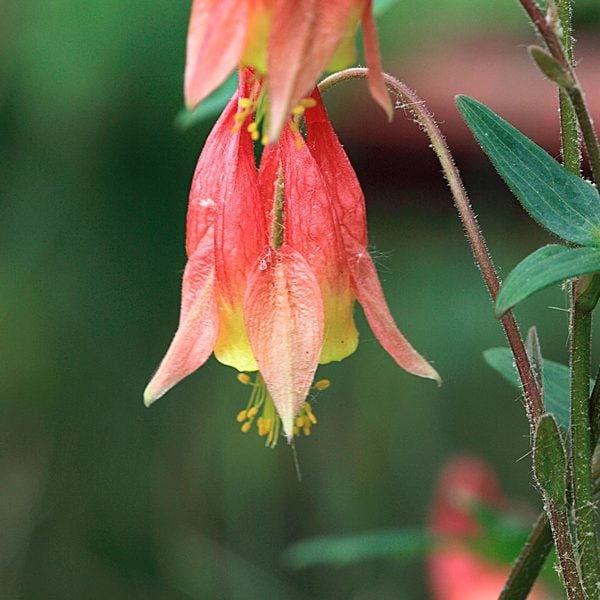  Aquilegia Canadensis