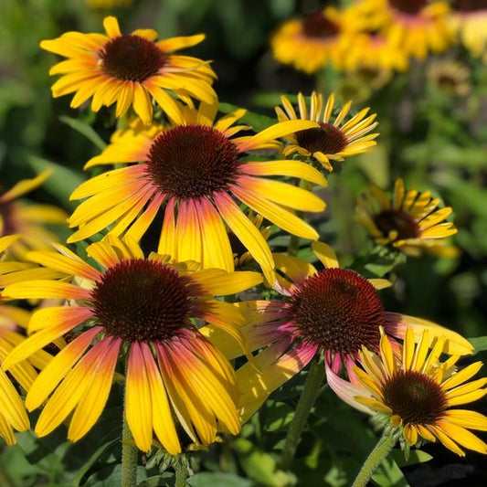  Echinacea Purpurea Butterfly™ Yellow Rainbow Marcella