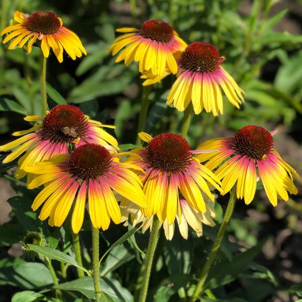  Echinacea Purpurea Butterfly™ Yellow Rainbow Marcella
