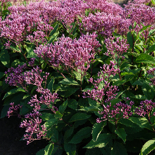  Eupatorium Purpureum Euphoria™ Ruby